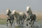 Camargue-horses-7